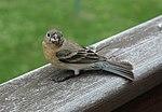 Passerina amoena - Enderby, BC.jpg