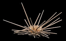 Cidaris cidaris MHNT.jpg