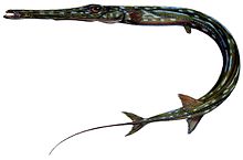 Fistularia tabacaria.jpg