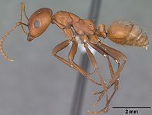 Polyergus breviceps casent0102822 profile 1.jpg