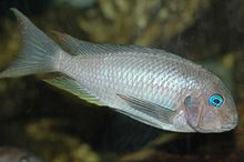 Tropheus polli.jpg