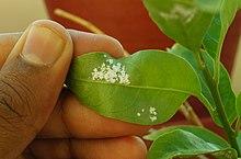 Wooly aphidson jasmine plant.jpg