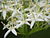 Cornus sanguinea0.jpg