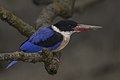 Black-capped Kingfisher Sundarbans West Bengal India 30.12.2014.jpg