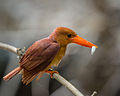 Ruddy Kingfisher.jpg