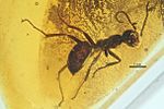 Sphecomyrma freyi AMNH-NJ943B.jpg