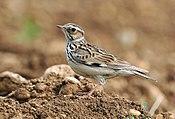 Lullula arborea (Ján Svetlík).jpg