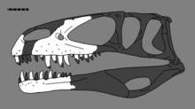 Duriavenator reconstructed skull.png