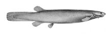 Ochmacanthus reinhardtii.jpg