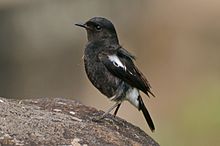 Pied bush chat (Saxicola caprata)male from nilgiris DSC 1123.jpg