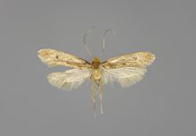 Tinea pellionella E-MK-17524a.jpg