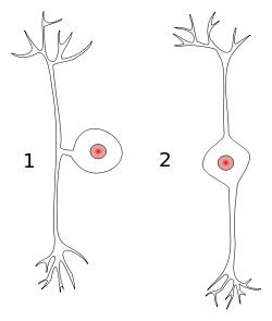 Pseudounipolar bipolar neurons.svg