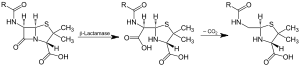 Lactamase Application V.1.svg