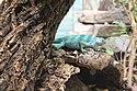 Lizard at the Reptile House.jpg