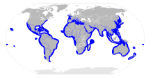 Sphyrna distribution map.svg