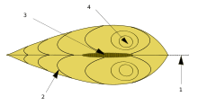 Main parts of a bivalve shell