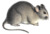 Abrocoma bennettii white background.png