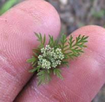 Daucus pusillus NPS-01.jpg
