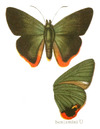ChoaspesBenjaminiSeitz.png