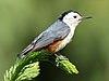 White-cheeked Nuthatch (Sitta leucopsis) (39661424053) (cropped).jpg