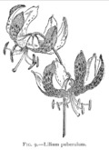 LiliumPuberulum.png