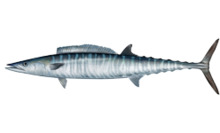 Acanthocybium solandri.png