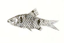 Barbus photunio Day 145.jpg