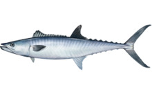 Scomberomorus cavalla.png