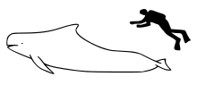 Short-finned pilot whale size.svg