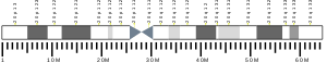 Chromosome 20 (human)