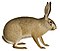 Lepus timidus - 1700-1880 - Print - Iconographia Zoologica -(white background).jpg