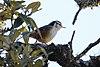 Sitta victoriae.jpg