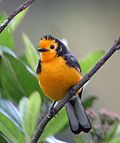 Myioborus ornatus - Abanico cariblanco - Golden-fronted Whitestart (8872557662).jpg