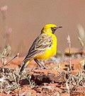 Orange Chat (Epthianura aurifrons), Flinders Ranges National Park, South Australia.jpg