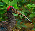Red-naped Ibis.jpg