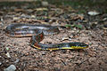 Triangle-keelback-xenochrophis-trianguligerus-2.jpg