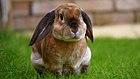 Rabbit - Plush Lop.jpg