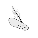 Insect-antenna aristate.svg