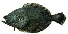 Fine flounder.jpg