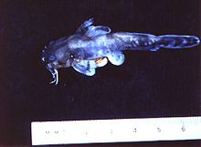 Noturus placidus.jpg