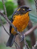 Anisognathus lacrymosus - Tangara lacrimosa - Lachrymose Mountain-Tanager (8729291521).jpg