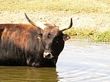 Heck cattle 003.jpg
