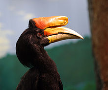Rhinoceros hornbill national aviary.jpg
