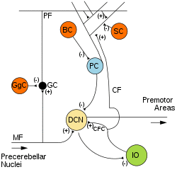 Diagram of the Microanatomy of Human Cerebellar Cortex.svg