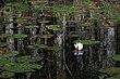 A303, Oswego River, Pinelands National Reserve, New Jersey, USA, 2010.JPG