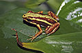 Epipedobates tricolor1.jpg