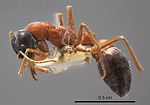 Antweb1008278 08112014 1 high.jpg