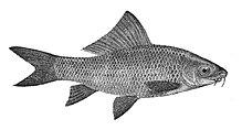 LabeoCalbasuDay.jpg