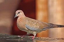 Laughing dove (Spilopelia senegalensis cambayensis).jpg