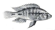 Thoracochromis wingatii.jpg